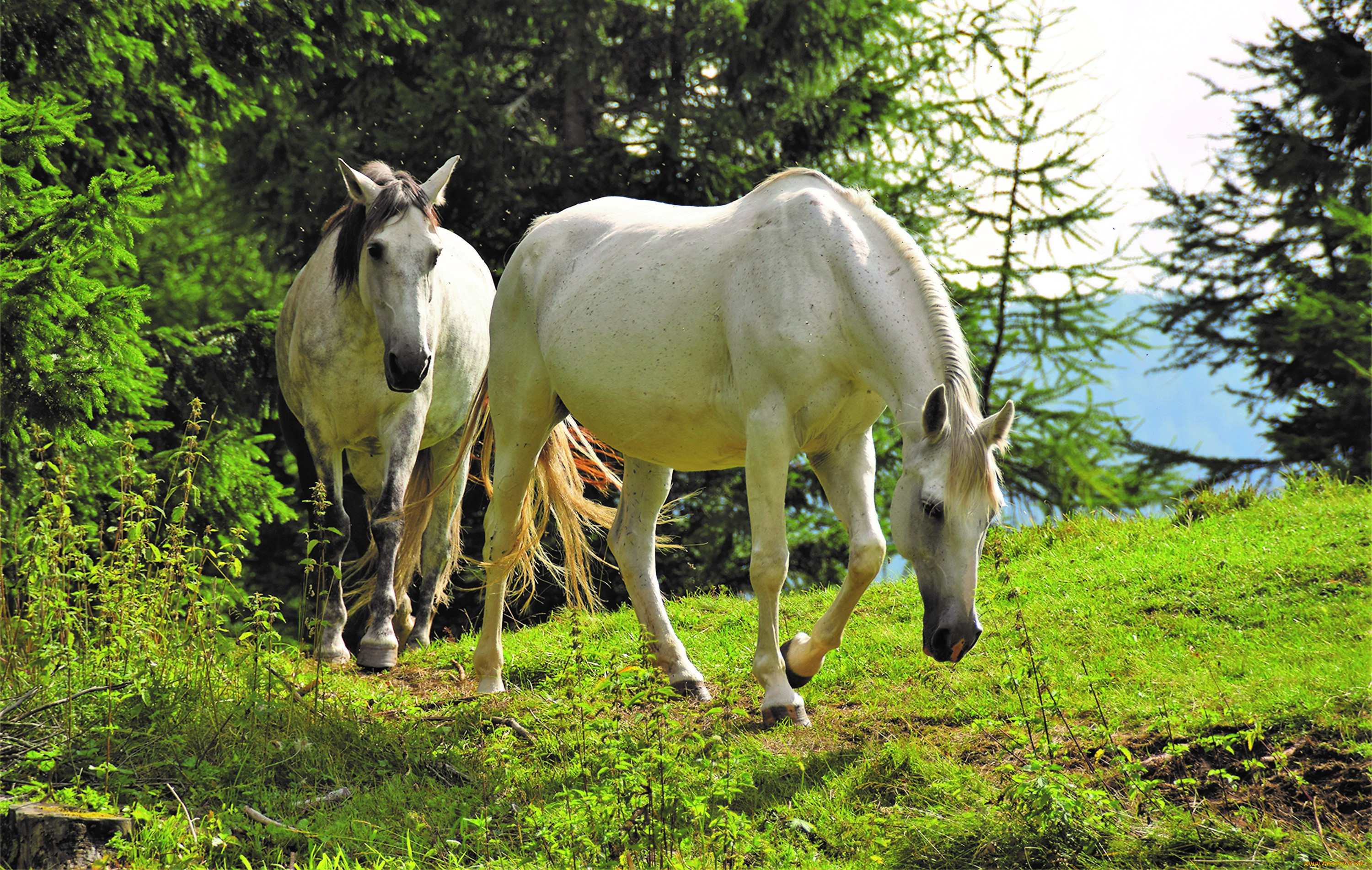 White horse 2. Белая лошадь. Лошади на свободе. Две лошади. Белая лошадь в лесу.